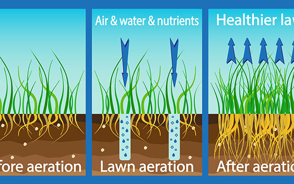 Spring Green Up Tips – The Organic Turf Experts PureLawn