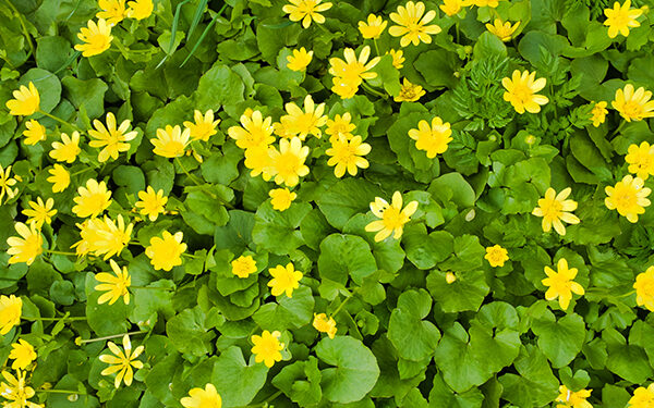 Lesser Celandine – The Other Yellow Flower Weed