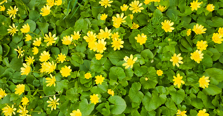 Lesser Celandine – The Other Yellow Flower Weed