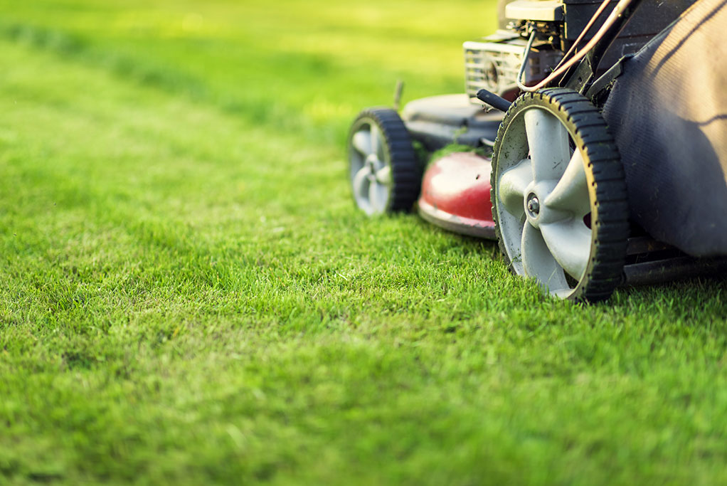 Why Shorter Grass Helps Your Lawn Survive the Winter