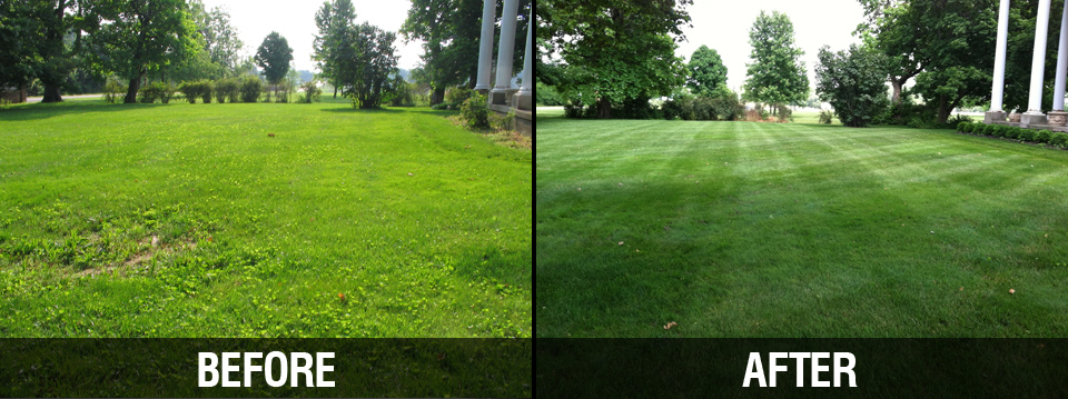 Before & After Lawn Care