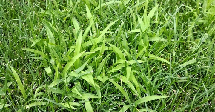 Lawn Questions For Homeowners Cincinnati Dayton Organic Lawn Care Service