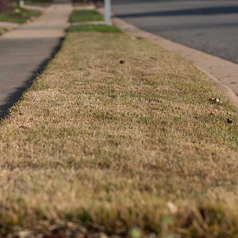 Why is My Lawn Tan in the Winter PureLawn Cincinnati & Dayton