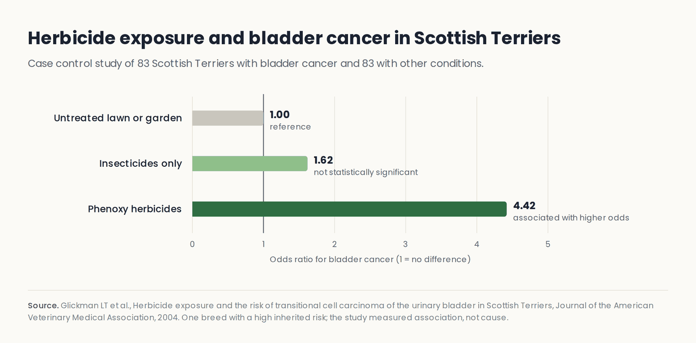 Bar chart of odds ratios for bladder cancer in Scottish Terriers: 1.00 for untreated lawns, 1.62 for insecticides only, 4.42 for phenoxy herbicides
