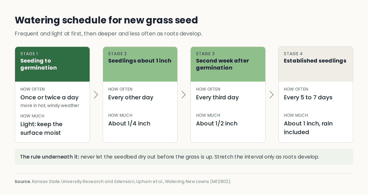 Four stage watering schedule for new grass seed: once or twice a day until germination, every other day at about a quarter inch once seedlings reach 1 inch, every third day at about a half inch in the second week, then every 5 to 7 days at about 1 inch including rain