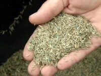 Does Grass Seed Go Bad?  How to Tell If It’s Still Good to Plant