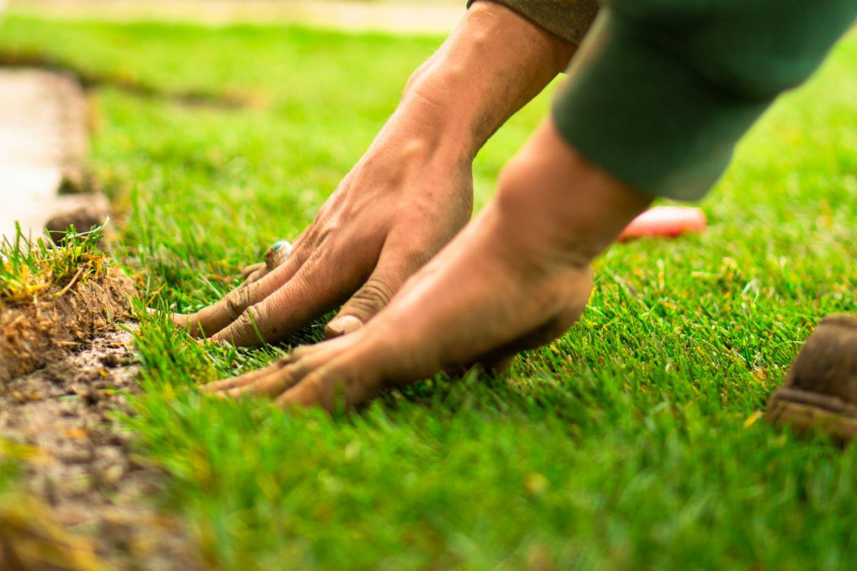 Integrated Pest Management Standards in Turf Care