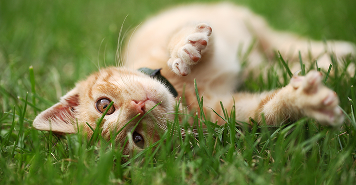 A cat rolling and playing safely on green grass representing the pet-safe lawn environment that PureLawn's organic-based lawn care programs create for Dayton Ohio homeowners by minimizing synthetic pesticide use