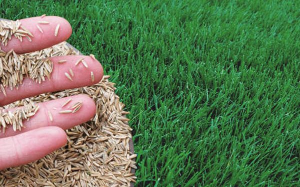 Missed Fall Seeding? What to Do With a Thin Lawn in Southwest Ohio