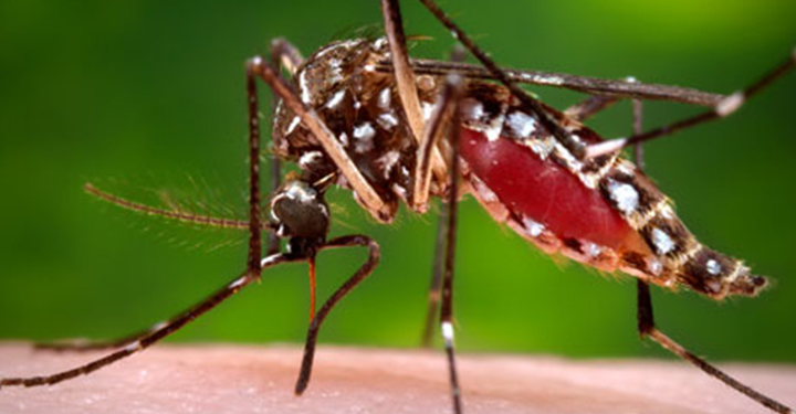 Mosquito Control Dayton Ohio
