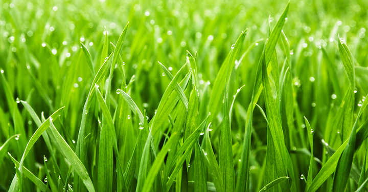 A close-up of lush green grass blades with morning dew representing the healthy turf results that PureLawn's Ohio Turfgrass Foundation informed organic lawn care programs produce for Cincinnati Ohio homeowners