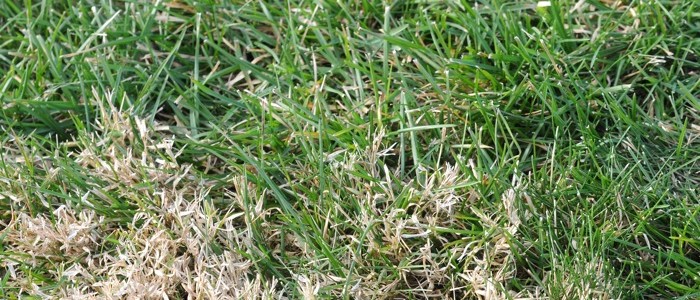 Nimblewill Grass - tan lawn