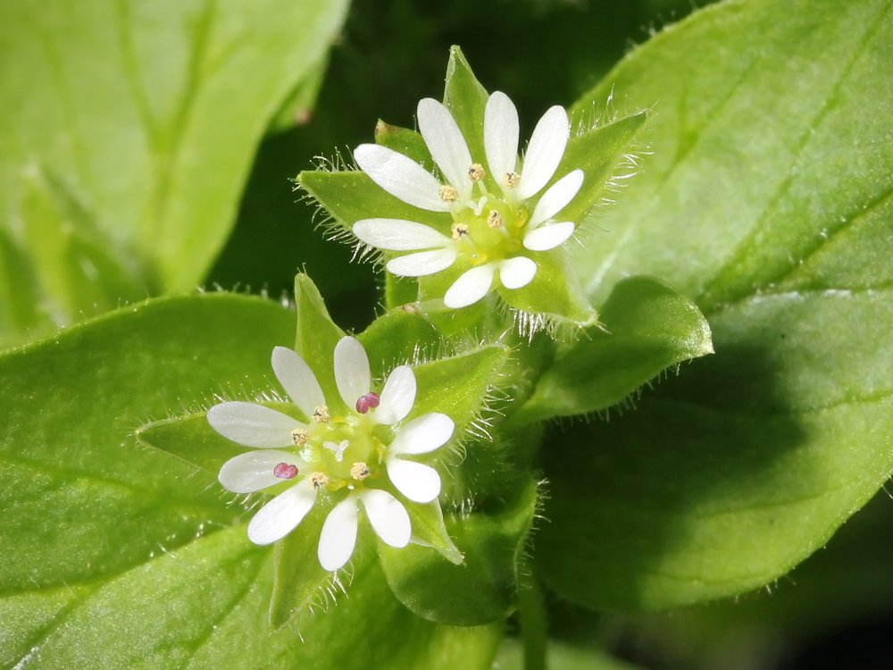 Common chickweed, a common weed in Ohio lawns