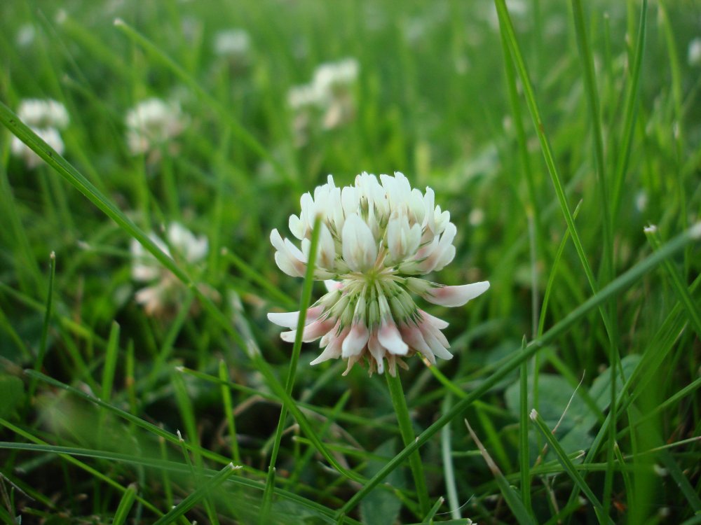 White clover, a common weed in Ohio lawns