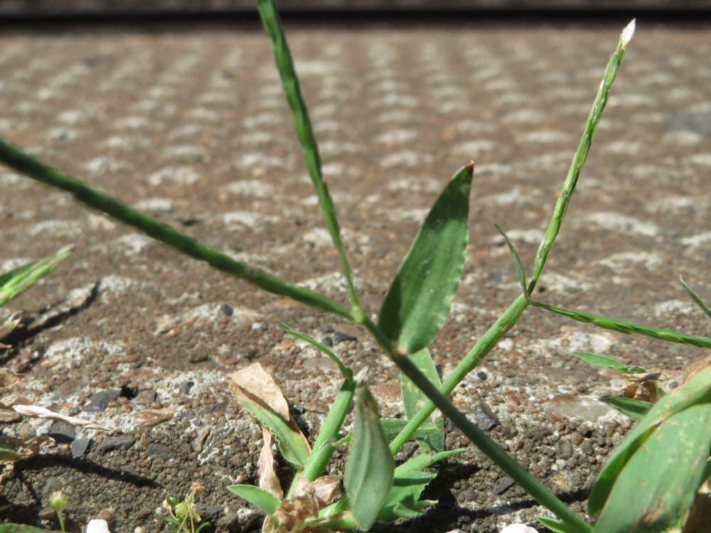 Crabgrass, a common weed in Ohio lawns