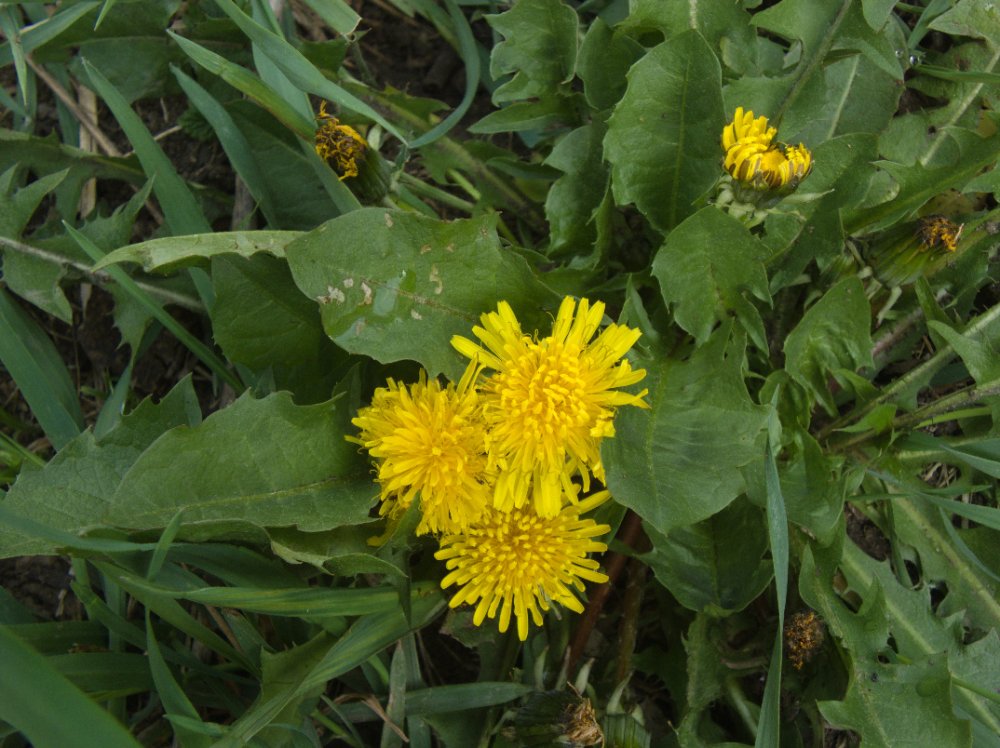 Dandelion, a common weed in Ohio lawns
