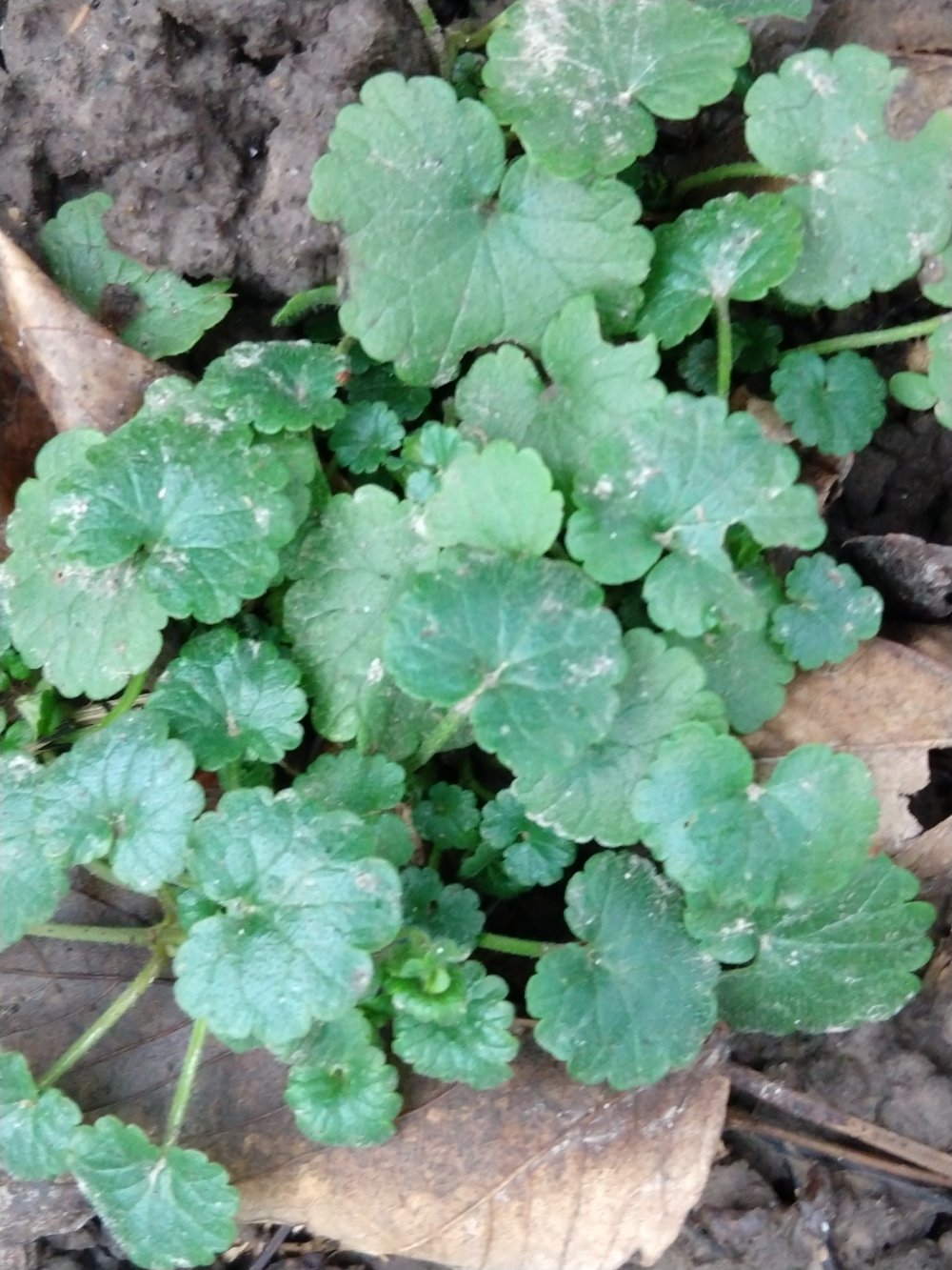 Ground ivy, a common weed in Ohio lawns