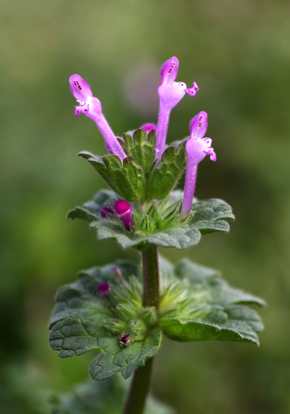Henbit, a common weed in Ohio lawns