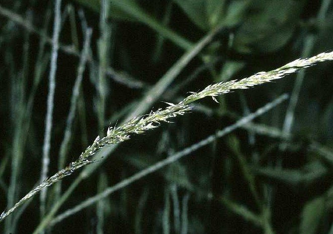 Nimblewill, a common weed in Ohio lawns