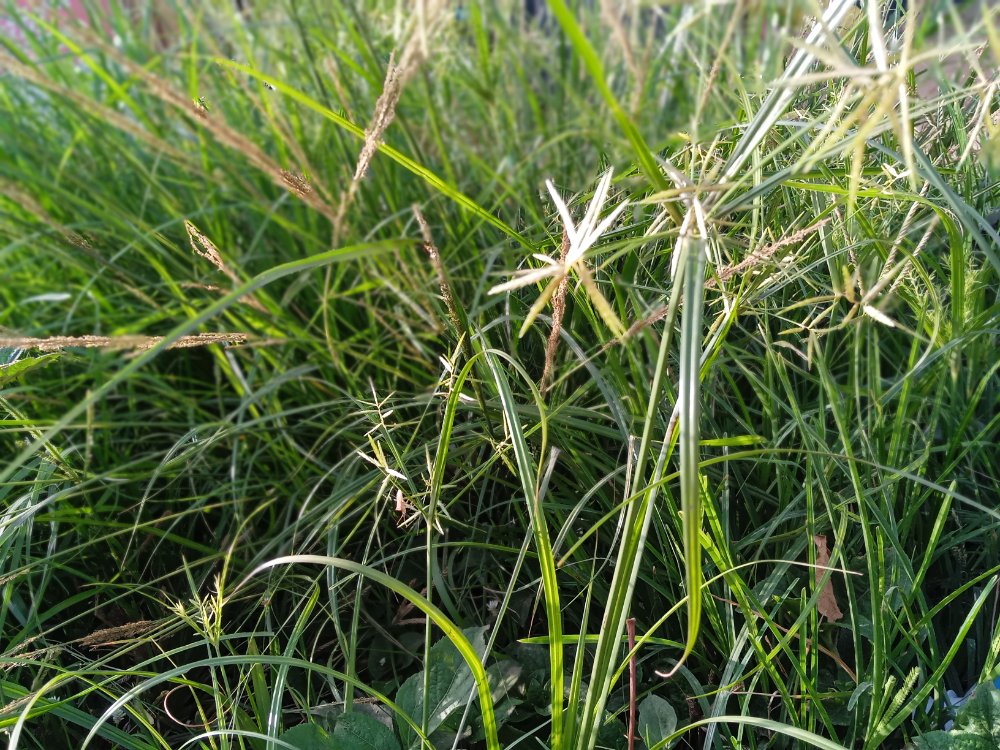 Yellow nutsedge, a common weed in Ohio lawns