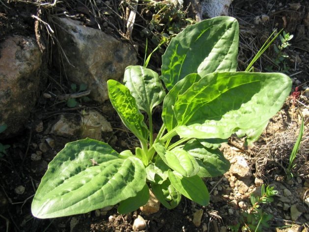 Broadleaf plantain, a common weed in Ohio lawns