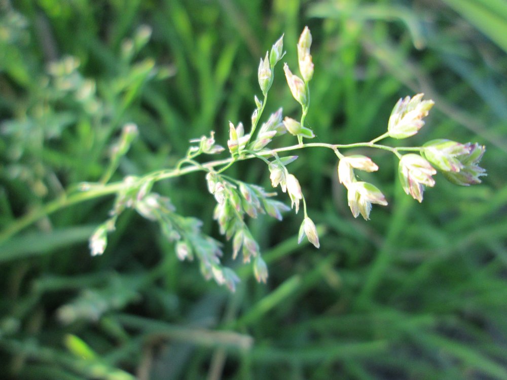 Annual bluegrass, a common weed in Ohio lawns