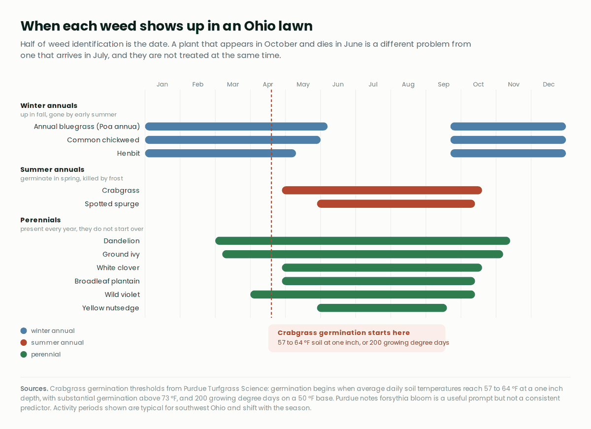 A calendar showing which months each common Ohio lawn weed is active, grouped into winter annuals, summer annuals and perennials, with crabgrass germination marked in mid spring
