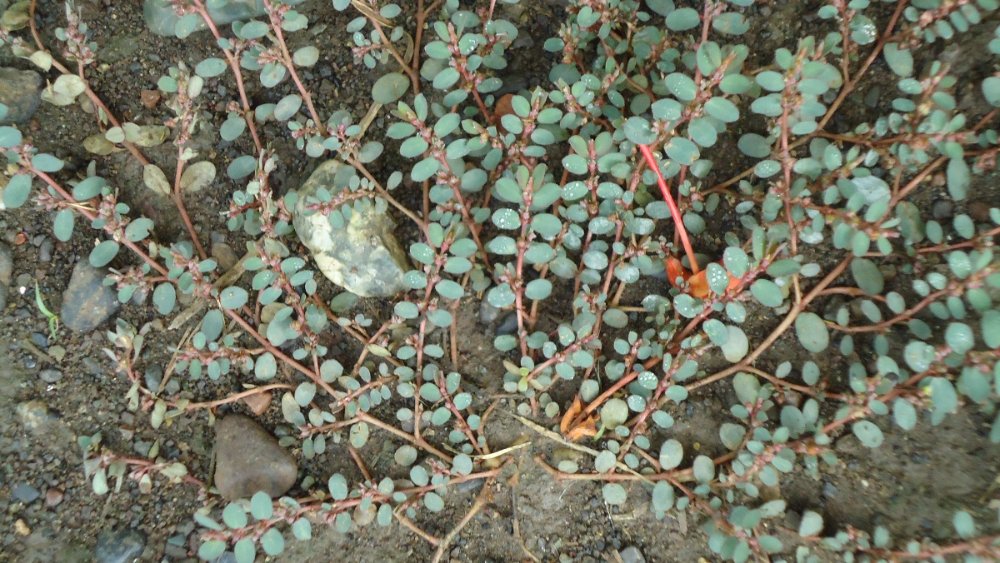 Spotted spurge, a common weed in Ohio lawns