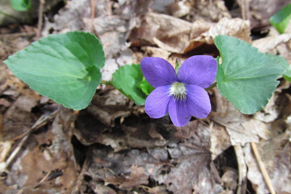 Wild violet, a common weed in Ohio lawns