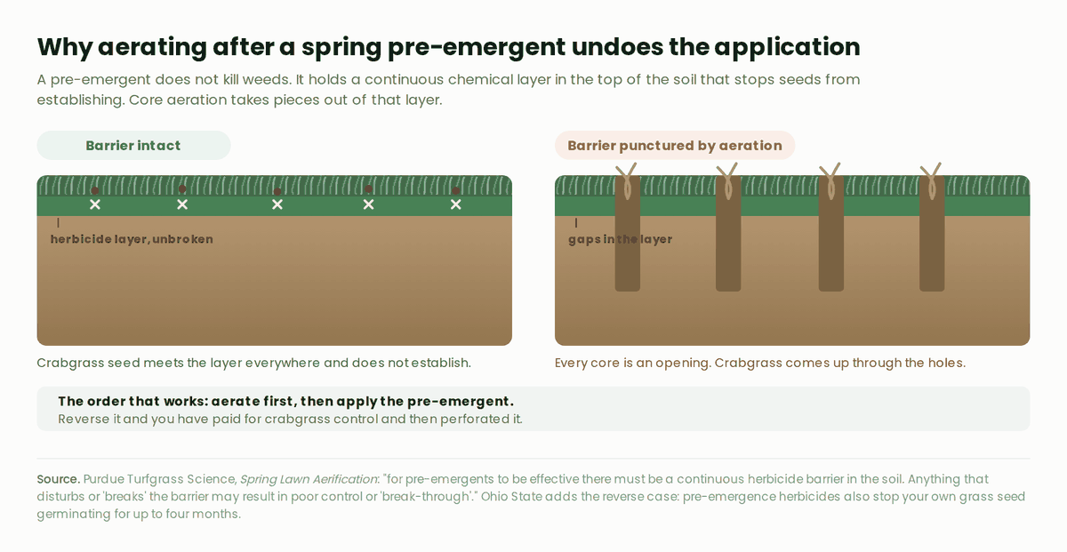 Two soil cross sections. On the left an unbroken herbicide layer stops crabgrass seed. On the right, aeration cores have opened gaps in the layer and crabgrass seedlings are growing up through the holes
