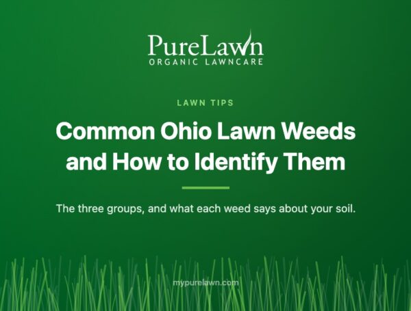Common Ohio Lawn Weeds and How to Identify Them