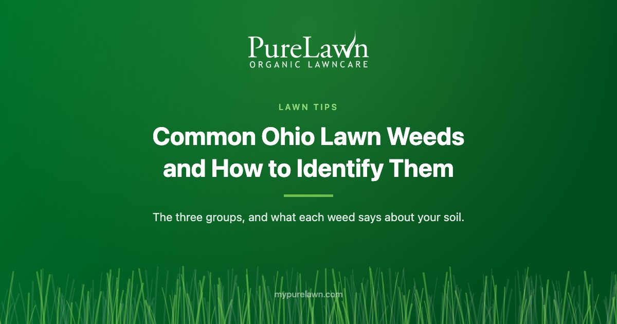 Common Ohio Lawn Weeds and How to Identify Them