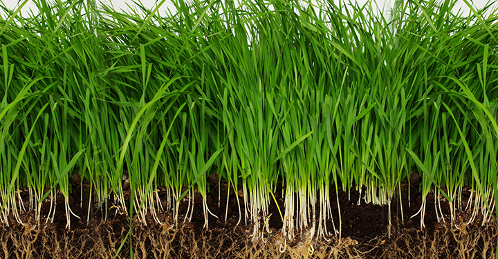 How to Plant Grass Seed