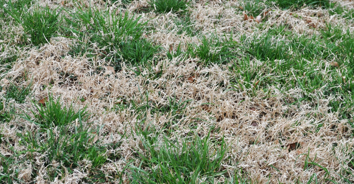 Nimblewill – What are those tan patches of grass in my lawn?