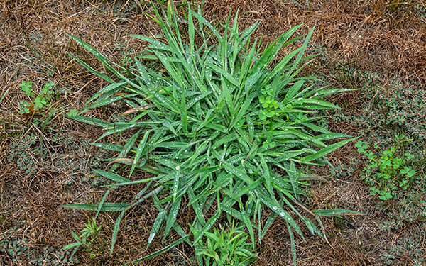 What does Crabgrass look like?