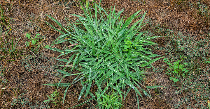 What does Crabgrass look like?