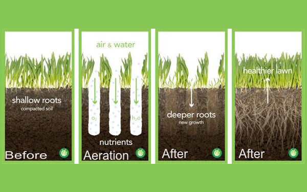 Why aerate my lawn?