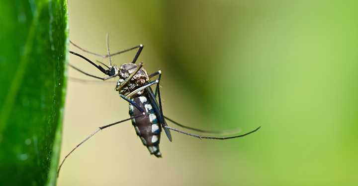 How to Get Rid of Mosquitoes without Chemicals