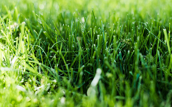 Myths of Lawn Care Maintenance