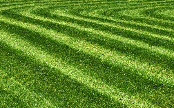 5 Lawn Tips for Green Grass in Cincinnati and Dayton
