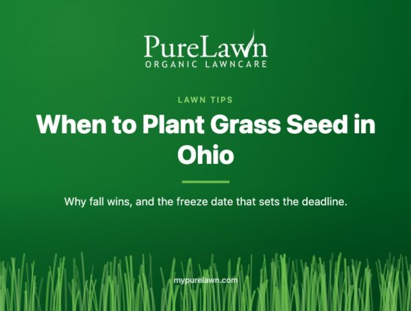 Why Fall Is the Best Time to Seed a Lawn in Southwest Ohio