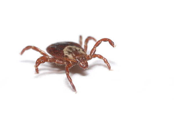 5 Yard Tips to Reduce the Population of Ticks on Your Property