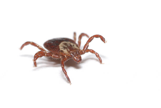 5 Yard Tips to Reduce the Population of Ticks on Your Property