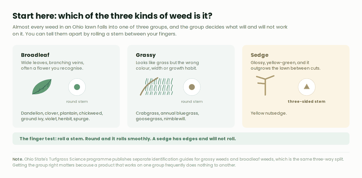 Three cards comparing broadleaf weeds with wide branching-veined leaves and round stems, grassy weeds with round stems, and sedges with three-sided stems