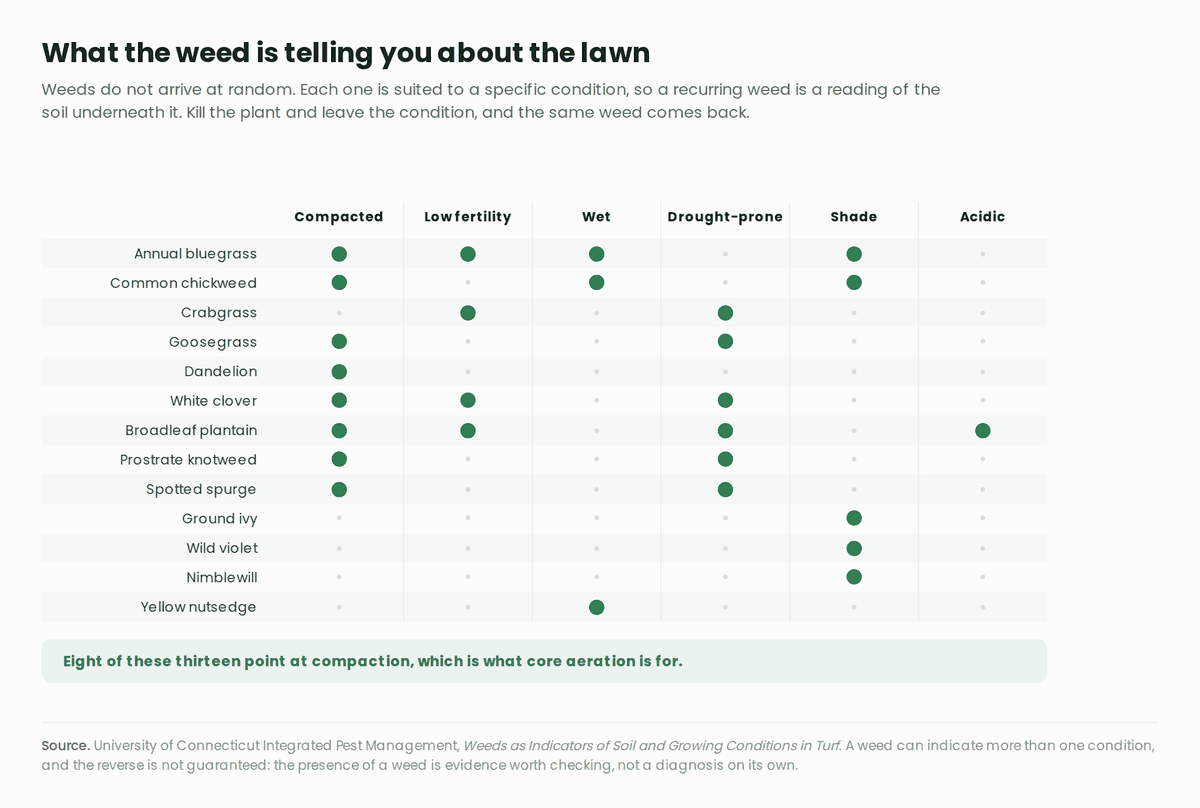 A matrix mapping thirteen common lawn weeds against the conditions they indicate: compaction, low fertility, wet soil, drought-prone soil, shade and acidic soil